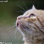 Laron Morissette Profile Picture