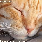 Oral Nikolaus Profile Picture